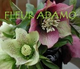 Fleur Adamo
