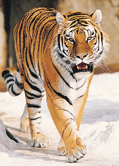 Marwell Zoo Hotel near Winchester